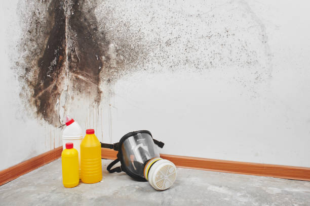 Trusted Palacios, TX Mold Removal Experts
