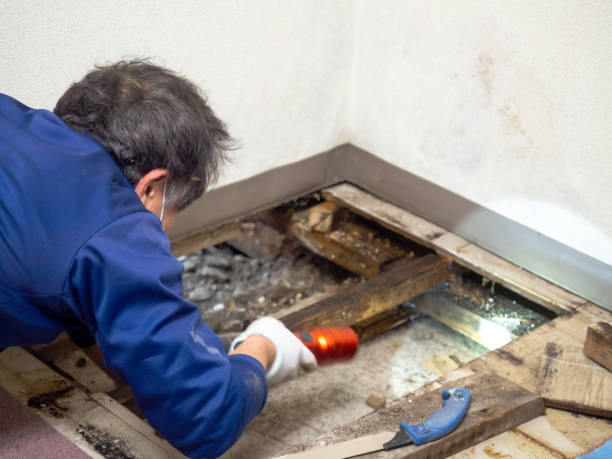 Best Emergency Mold Removal  in Palacios, TX
