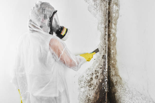 Best Mold Testing  in Palacios, TX