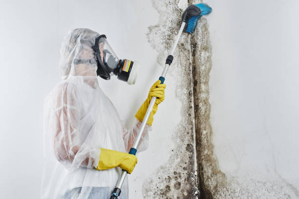 Best Same-Day Mold Removal  in Palacios, TX