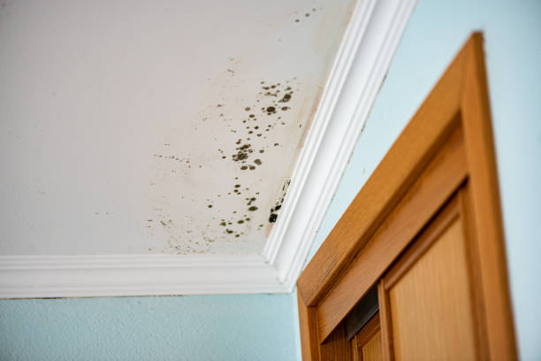 Best Toxic Mold Removal  in Palacios, TX