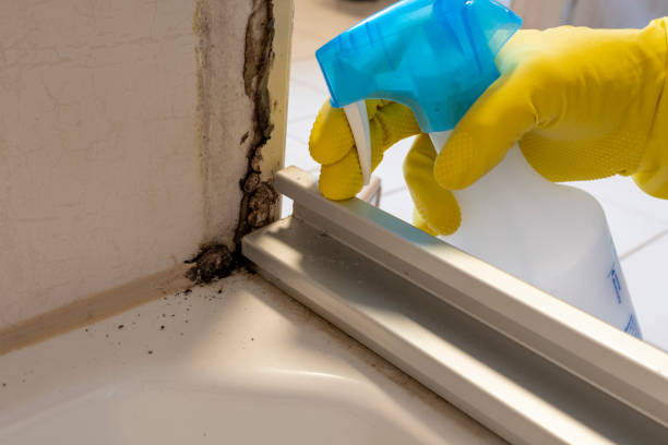 Best Mold Testing and Removal  in Palacios, TX