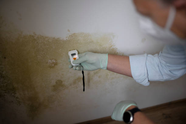 Best Attic Mold Removal  in Palacios, TX