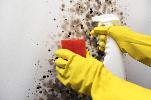 Best Black Mold Removal  in Palacios, TX