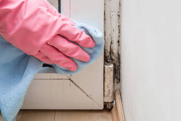 Best Crawl Space Mold Removal  in Palacios, TX