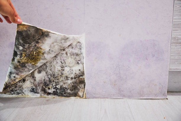 Best Home Mold Removal  in Palacios, TX